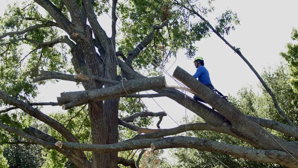 Professional Crown Thinning performed by certified arborists in Chocowinity